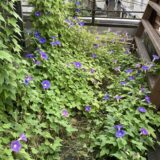 屋上緑化と太陽光