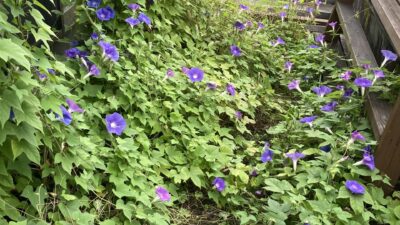 屋上緑化と太陽光